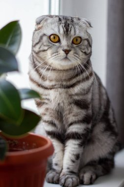 İskoç katlı kedi kaplan boyası, şirin bir kedi portresi.