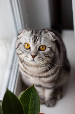 İskoç katlı kedi kaplan boyası, şirin bir kedi portresi.