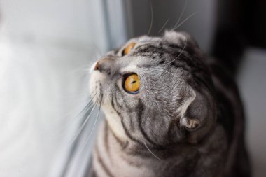 Pencerenin kenarındaki gri bir İngiliz kedinin portresi. Tatil için bir kediyle kartpostal.