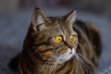 parlak sarı gözlü kedi portresi mavi arka planda