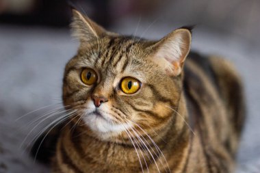 parlak sarı gözlü kedi portresi mavi arka planda