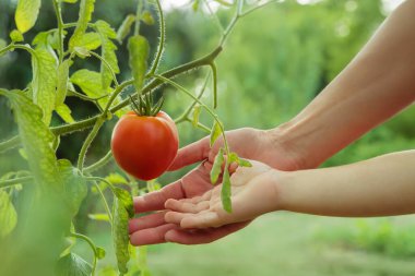 Bir çocuk ve yetişkin kadının elinin açık hava bahçesindeki bir bitkide yetişen olgun bir domatese uzandığı yakın plan. Anne ve oğlu çalılıktan domates topluyor. Sağlıklı ev yapımı ürünler ve bahçe işleri.