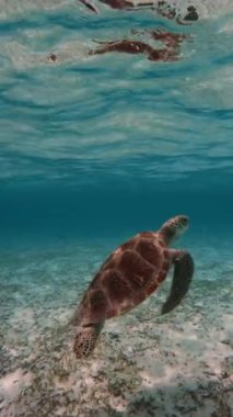 Güzel bir deniz kaplumbağası temiz okyanus suyunda zarifçe yüzer, deniz biyolojik çeşitliliğini ve okyanus koruma çabalarının önemini gösterir. Dikey video