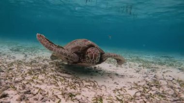 Korunmuş bir tür olan yeşil deniz kaplumbağası, deniz yaşamının güzelliğini ve korunma ihtiyacını gösteren sıcak tropikal sularda zahmetsizce hareket eder..