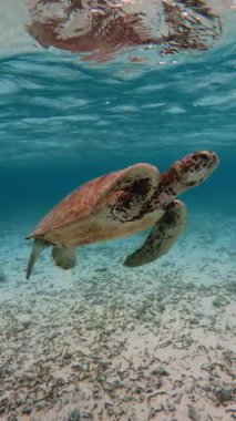 Güzel bir yeşil deniz kaplumbağası açık mavi okyanus suyunda yüzerek doğal ortamında deniz biyolojik çeşitliliğini gösterir. Chelonia Mydas su altında. Dikey video
