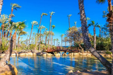 Alicante, İspanya. 11 Mart 2024. Parc el Palmeral. - Göl ve palmiye ağaçları manzaralı