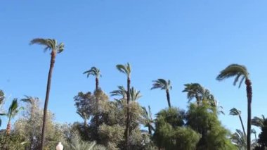 Alicante, İspanya. 11 Mart 2024. Parc el Palmeral - Güçlü rüzgarla hareket eden palmiye ağaçları