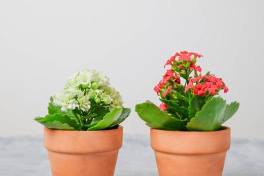 Kalanchoe bitkileri kaplarda kırmızı ve beyaz çiçeklerle fotokopi alanı ile ışık arka planında