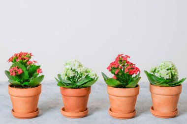 Kalanchoe bitkileri kaplarda kırmızı ve beyaz çiçeklerle fotokopi alanı ile ışık arka planında