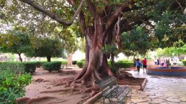 Korfu, Yunanistan - 17 Eylül 2024: Korfu Adası 'nın merkezinde büyük bir ağaç. Yüksek kaliteli FullHD görüntüler