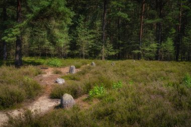 Closeup on stones forming Stone Circles at Odry, an ancient burial and worship place. UNESCO Archaeological and Natural Reserve, Pomerania, Poland
