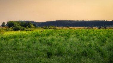 Geyik ve atlar sabahın erken saatlerinde yeşil bir tarlada otluyor, gündoğumu, arka planda orman, Gniew City, Polonya
