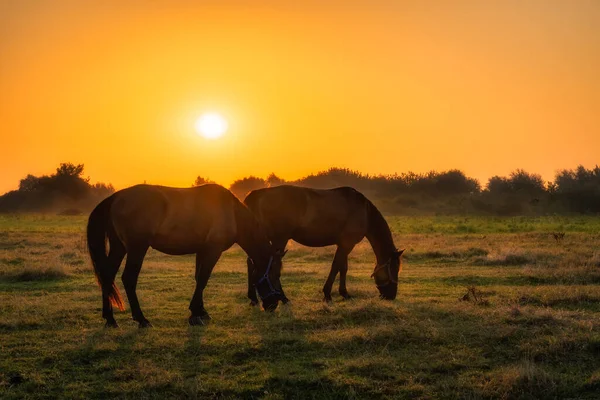 Zwei Pferde Stehen Und Grasen Auf Einem Feld Frühen Morgen — Stockfoto