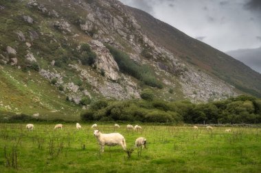 Kayalık dağın eteğindeki yeşil arazide otlayan koyun sürüsü. Lough Dan Vadisi, Wicklow Dağları, İrlanda