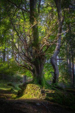 Güneş ışığıyla aydınlatılan güzel kayın ağaçları olan eski, kasvetli bir orman. Glendalough 'da bahar, Wicklow Dağları, İrlanda