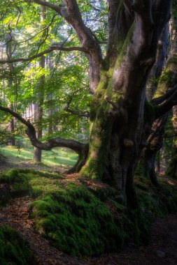 Güneş ışığıyla aydınlatılan eski yosunlu duvarda büyüyen güzel kayın ağaçları olan eski, kasvetli orman. Glendalough, Wicklow Dağları, İrlanda