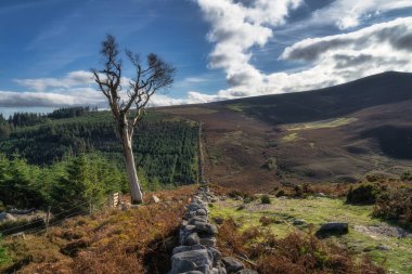 Wicklow Dağları 'nda yürüyüş. Büyük solgun ağaç, taş duvar, sonbahar renklerinde orman ve vadi Powerscourt Şelalesi, İrlanda