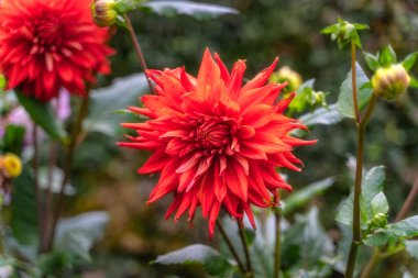 Botanik bahçesinde kırmızı yıldız çiçeği, Dublin, İrlanda. Dahlia Pinnata 'nın bulanık arkaplanlı makro fotoğrafı. Çiçekli güzel duvar kâğıdı