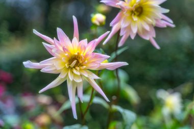 Botanik bahçesinde sarı ve pembe yıldız çiçeği, Dublin İrlanda. Dahlia Star 'ın bulanık arkaplanlı makro fotoğrafı. Çiçekli güzel duvar kâğıdı