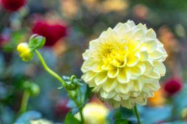 Botanik bahçesinde sarı yıldız çiçeği, Dublin İrlanda. Dahlia Charlie 'nin bulanık arkaplanlı makro fotoğrafı. Çiçekli güzel duvar kâğıdı