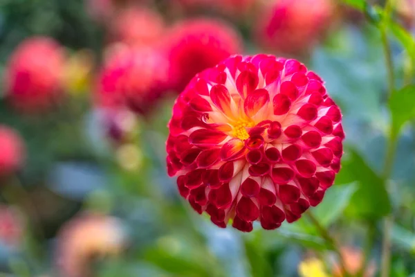 Red dahlia flower in botanic garden, Dublin, Ireland. Macro photography of Cornel Brons with blurred background. Beautiful wallpaper with flower