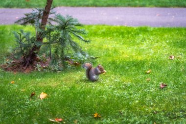 Gri Sincap, Latince adı Sciurus Carolinensis, parkta yer fıstığı yiyor, Botanik Bahçesi, Dublin, İrlanda