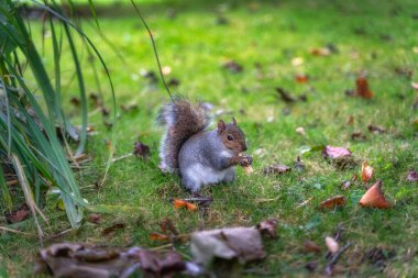 Grey Squirrel 'e yakın plan, Latince adı Sciurus Carolinensis, parkta fıstık tutuyor ve yiyor, Botanik Bahçesi, Dublin, İrlanda