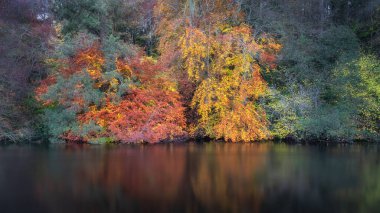 Beautiful trees and forest in vibrant autumn colours reflected in blurred waters of Liffey River. St. Catherines Park, Dublin, Ireland clipart