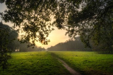 Gün batımında St. Annes Park, Dublin, İrlanda 'da güneş ışığıyla aydınlatılan görkemli meşe ağaçlarıyla çevrili patika ve çayır.