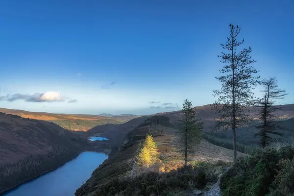 Güneşle aydınlatılmış çam ağaçları ve Glendalough gölleri manzaralı bir dağın tepesindeki tahta kaldırım. Wicklow Dağları, İrlanda