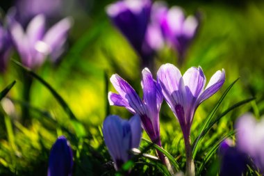 Güneş ışığıyla aydınlatılan güzel mor Crocus çiçeklerine yakın plan Phoenix Park, Dublin, İrlanda 'da bulanık arkaplan