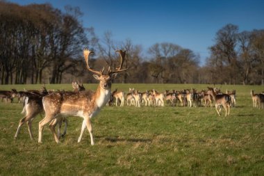 Büyük boynuzlu güzel Fallow Geyiği, sahada yürüyor ve arka planda bulanık kafalı kameraya bakıyor Pheonix Park, Dublin, İrlanda
