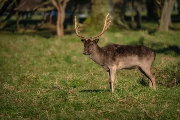 stock image Young male Fallow Deer with antlers standing on field and looking at camera in Pheonix Park, Dublin, Ireland