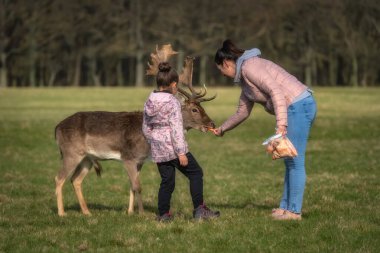 Anne ve kızı Fallow Geyiği 'ne büyük boynuzlarla havuç yedirirken arka planda Pheonix Park, Dublin, İrlanda' da bulanık orman ve tarlalar görülür.