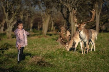 Kameraya bakan ve Fallow Geyik 'i büyük boynuzlarla besleyen genç bir kız Phoenix Park, Dublin, İrlanda' da bulanık bir orman.