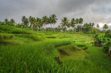 The stunning view showcases vibrant green rice fields, beautifully surrounded by towering palm trees, all set against a moody, cloudy sky that adds a dramatic touch, East Java, Indonesia clipart