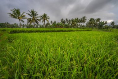 A serene and peaceful rice field, adorned with vibrant green plants thriving under overcast skies, beautifully showcasing the richness of nature and agriculture, East Java, Indonesia clipart