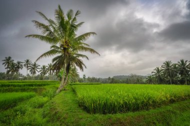 Bu dingin manzarada, canlı pirinç tarlalarında ve bulutlu bir gökyüzünün altında, Endonezya, Doğu Java, kırsal tarımın cazibesini ve güzelliğini vurgulayan, yapayalnız bir palmiye ağacı standında.