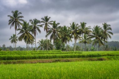 Uzun, sallanan palmiye ağaçlarıyla çevrili geniş pirinç tarlaları karamsar, dramatik bir gökyüzüne karşı kurulmuş kırsal manzaraların ve sükunetin çarpıcı güzelliğini yakalıyor, Doğu Java, Endonezya