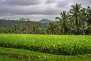 Palmiye ağaçları tarafından çerçevelenmiş pitoresk pirinç tarlaları dramatik bir gökyüzüne karşı canlı yeşillik sergiliyor, sakin tropikal bir ortamda, Doğu Java, Endonezya 'da sakin bir kaçış yaratıyor.