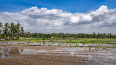 A beautifully serene landscape showcases workers on vibrant rice fields that reflect the stunning sky above them, all surrounded by palm trees and dramatic clouds looming above, East Java, Indonesia clipart