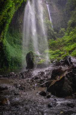 Nefes kesen bir Madakaripura Şelalesi verimli, yemyeşil bir ormanda şelale gibi süzülür. Etrafı çarpıcı doğal güzelliklerle dolu sakin bir atmosfer yaratır.