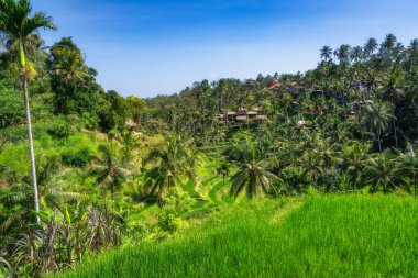 Göz kamaştırıcı bir manzara, gür palmiye ağaçlarıyla sarmalanmış canlı pirinç terasları, sakin mavi gökyüzüne karşı kurulmuş, doğa severler için mükemmel bir cennet yaratıyor, Ubud, Bali, Endonezya