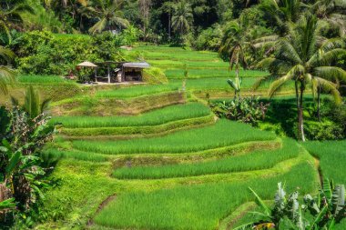 Sersemletici pirinç terasları, canlı yeşilliklerle çevrili, güzel görünümlü inanılmaz güzellikler ve zengin tarım mirası pitoresk tropikal bir ortamda, Ubud, Bali, Endonezya