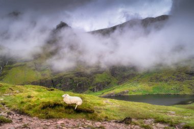 Yalnız bir koyun yemyeşil tepelerde huzur içinde otlar. Arka planda beliren büyüleyici sisli Carrauntoohil dağı doğanın büyüleyici güzelliğini mükemmel bir şekilde yakalar. Kerry, İrlanda.