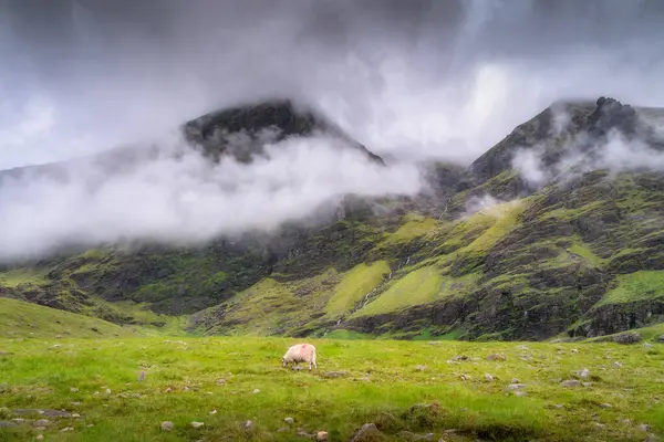 Güzel ve sakin bir Carrauntoohil dağ manzarası yemyeşil tepeler ve dramatik bulutlarla bezenmiş, yalnız bir koyunu huzur içinde otlatıyor, Kerry, İrlanda