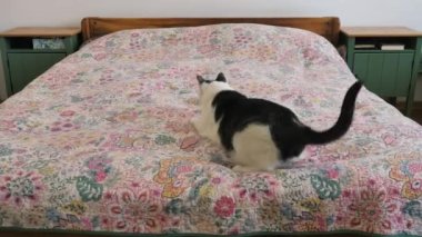 Komik kedi kırmızı lazer noktasını kovalıyor.