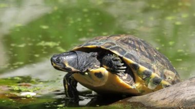 Yellow bellied slider turtle. Trachemys Scripta Elegans