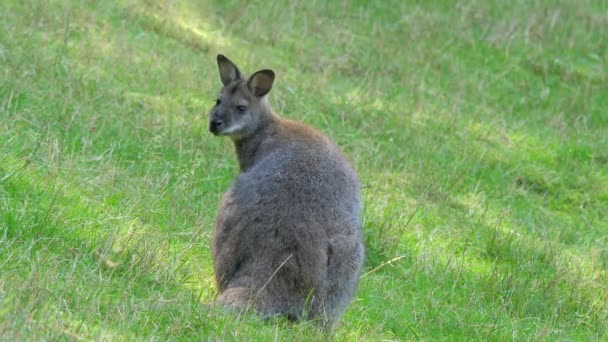Red Necked Wallaby Bennett Wallaby Macropus Rufogriseus — Wideo stockowe