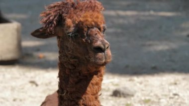 Alpaca Portresi. Vicuna paketleri